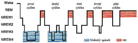 Střídání NonREM a REM fází