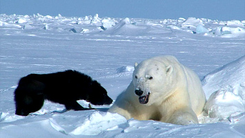 Filmový klub- Medvědí ostrovy
