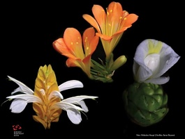 Zámecké květy - rostliny zámeckých skleníků a interiérů