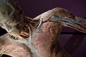 Prodloužení výstavy The Human Body do 17. června