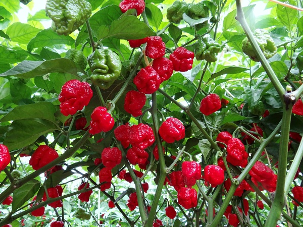Trinidad Moruga Scorpion
