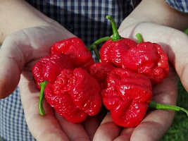 Trinidad Moruga Scorpion