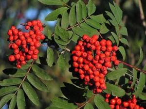 Jeř&aacute;b ptač&iacute;