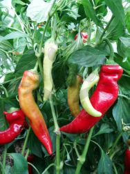 Péče o dospělé chilli papričky
