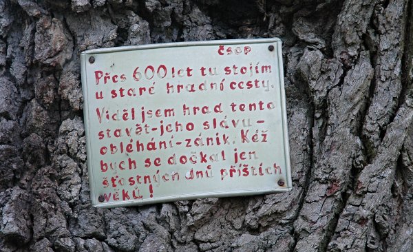 Seriál - Staré a památné stromy Chrudimska IX. - Žižkův dub