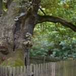 Stromy vypravují – O dubu pod Lichnicí
