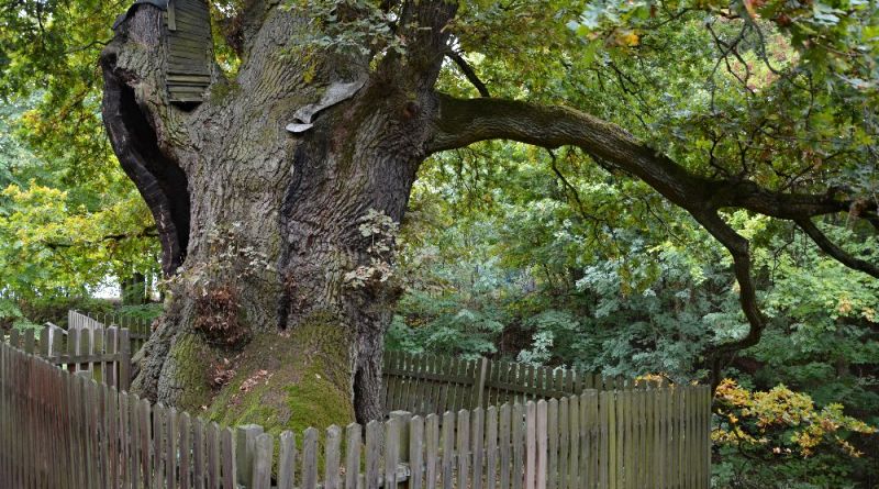 Žižkův dub v Podhradí