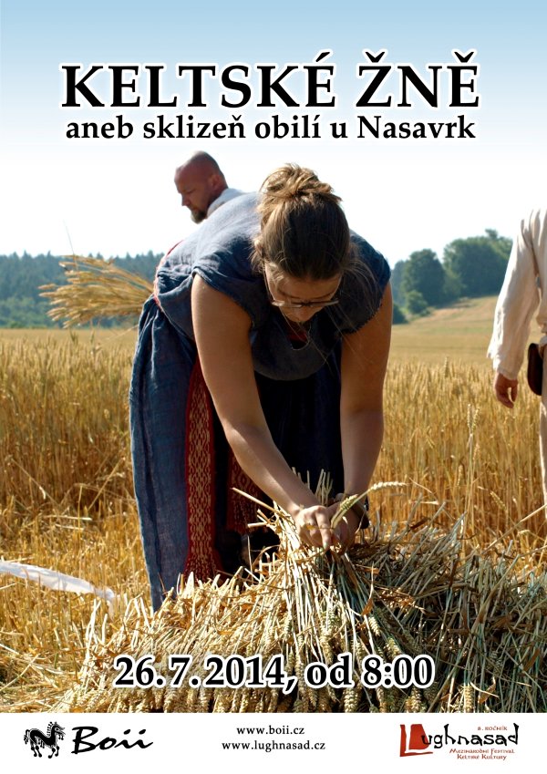 Sklizeň obilí v Nasavrkách Sklizeň obilí v Nasavrkách