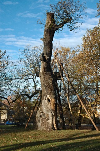 Nasavrky - lípa stříbrná