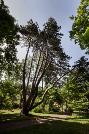 Evropský strom roku - hlasujte pro naši borovici! Foto: Lenka Grossmannová