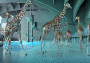 11. Festival krátkých filmů Praha 