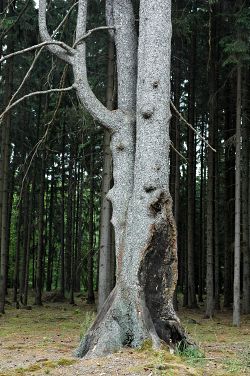 Seriál - Staré a památné stromy Chrudimska III. - Jehličnany