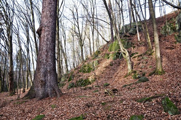 Seriál - Staré a památné stromy Chrudimska III. - Jehličnany