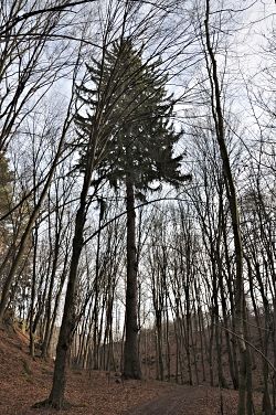 Seriál - Staré a památné stromy Chrudimska III. - Jehličnany