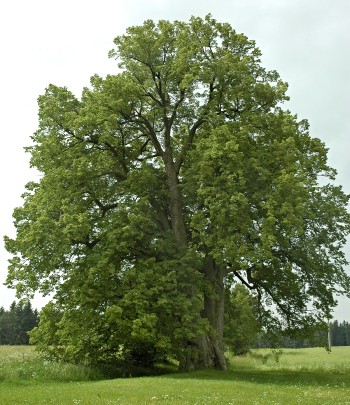 Nejkrásnějším stromem Chrudimska je lípa
