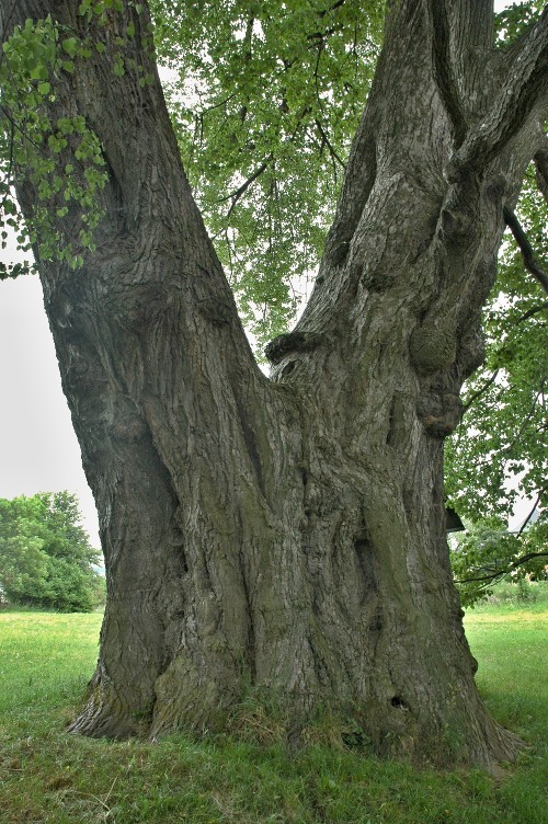 Nejkrásnějším stromem Chrudimska je lípa
