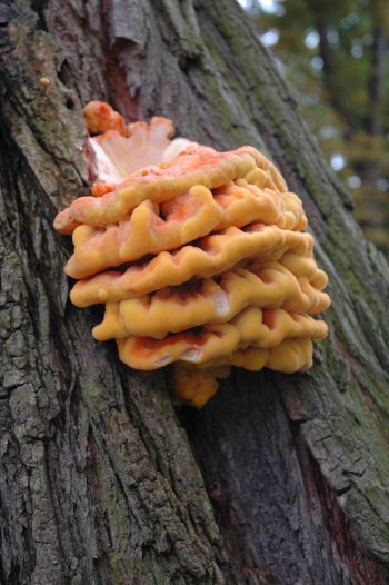 Mykologická vycházka do lesů na Podhůře