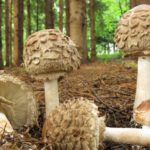 Chrudimka na houbách – Bedly po lesnicku