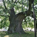 Seriál – Staré a památné stromy Chrudimska VI. – Klokočovská lípa a její družina