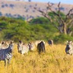 Tanzánie – Safari Njema
