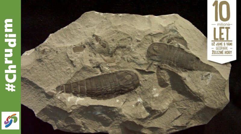 Zkameněliny ze sbírek