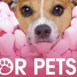 Veletrh FOR PETS rájem nejen pro domácí mazlíčky