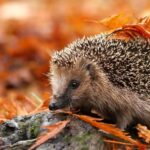 Listopad je začátkem hibernace ježků
