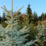 Prodej vánočních stromků z chrudimských městských lesů
