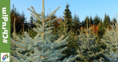 Prodej vánočních stromků z chrudimských městských lesů