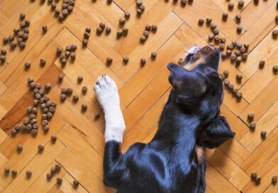 Proč je krmivo pro psy bez obilovin tou nejlepší volbou pro vašeho domácího mazlíčka?