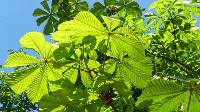 Jírovec maďal listy