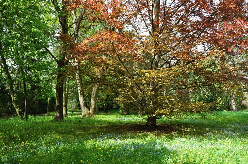 Chroustovice - park buky