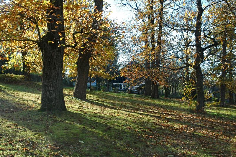 Nasavrky - kaštanka