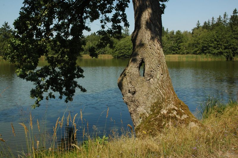 Slavická obora - Nový trpišovský rybník