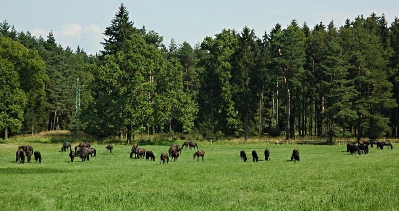 Slavická obora - vraníci