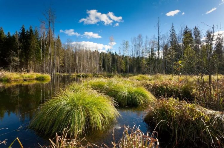 Nejkrásnější mokřady České republiky