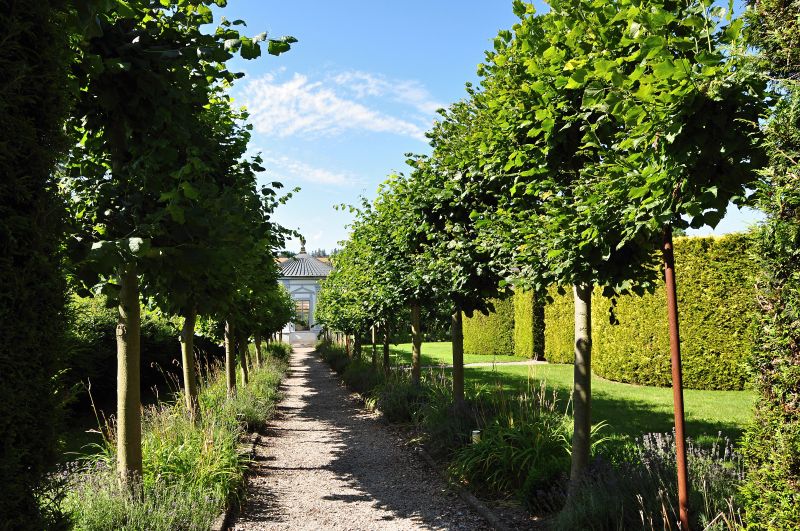 Nové Hrady - stromořadí