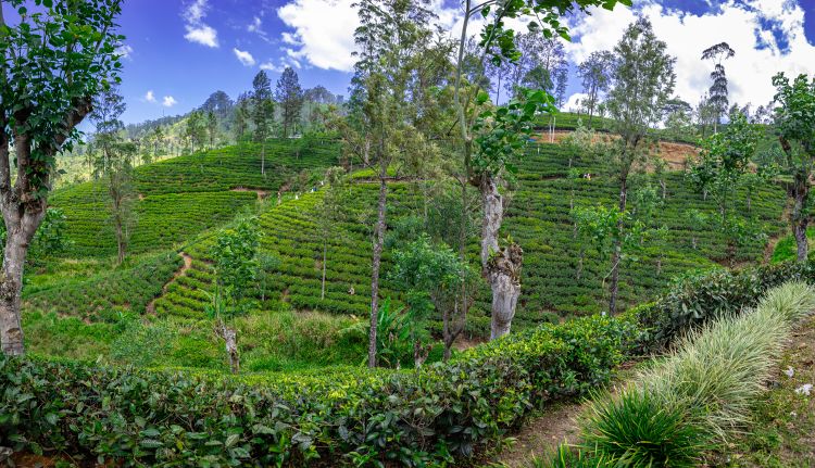 Srí Lanka (foto Hainall)