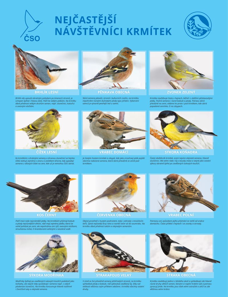 Ptačí hodinka - ptáci